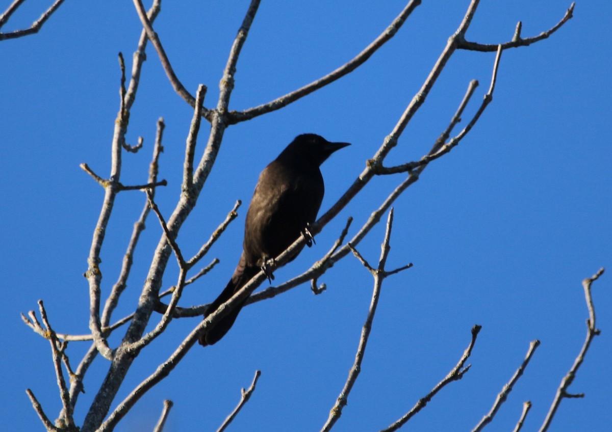 Common Grackle - ML645687612