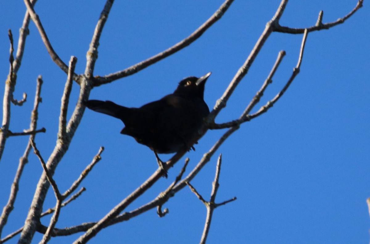 Common Grackle - ML645687613