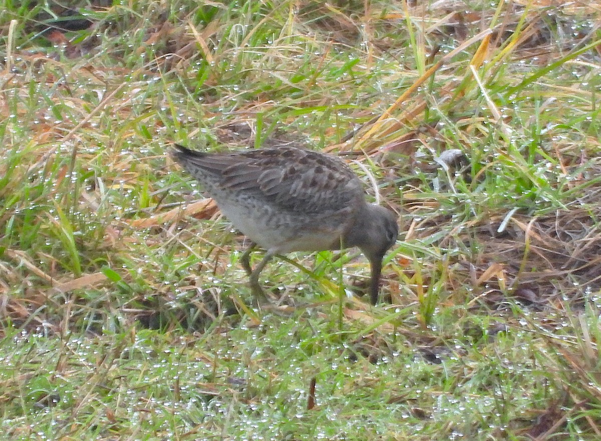 Хараалжин цууцил - ML645687616