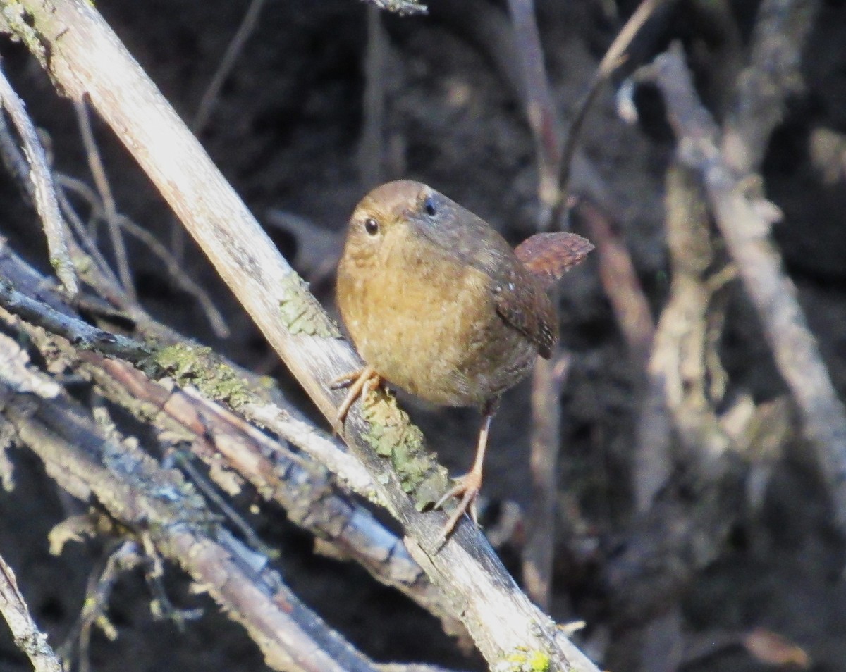 Pacific Wren - ML645687624