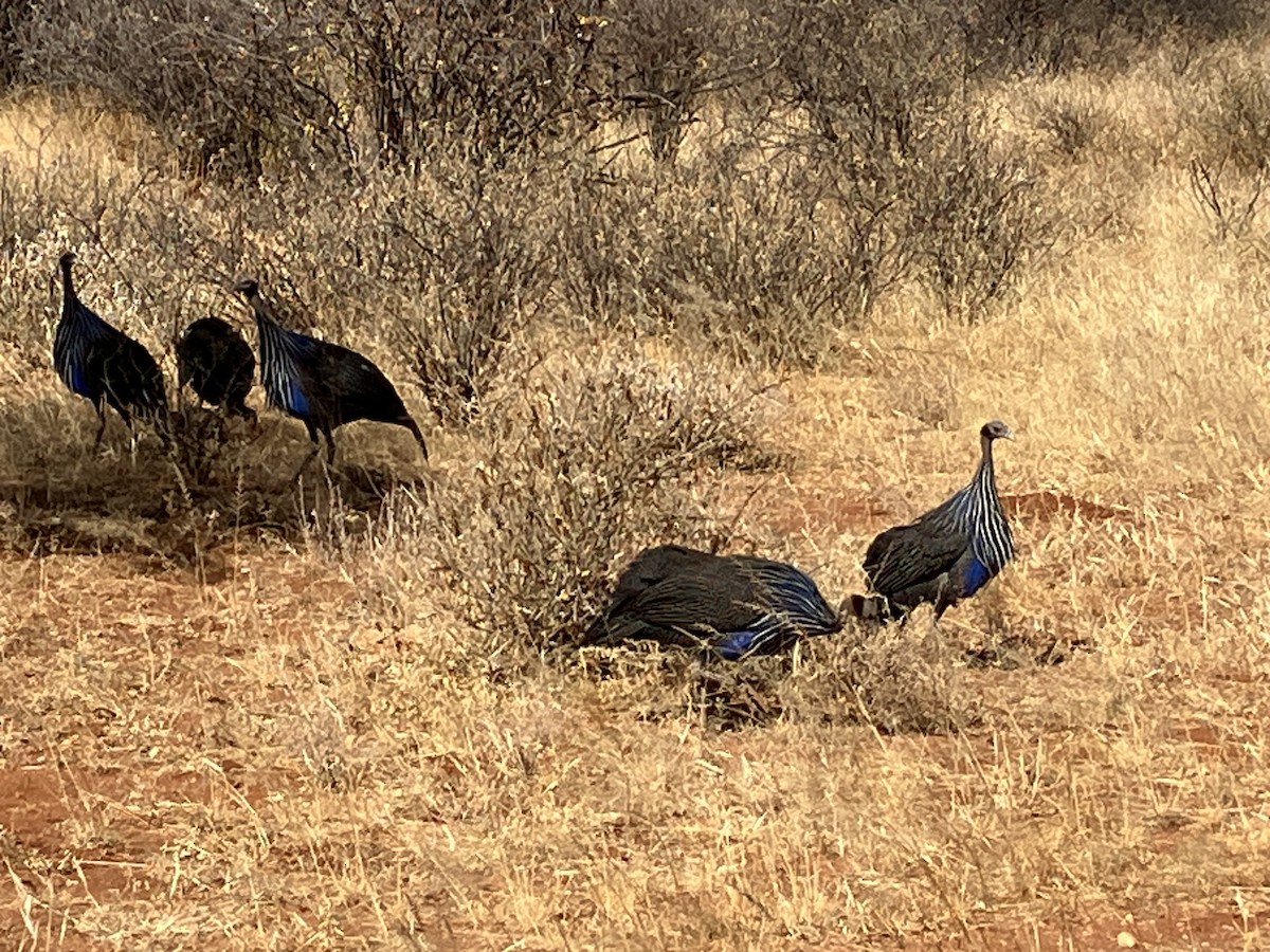 Vulturine Guineafowl - ML645687630