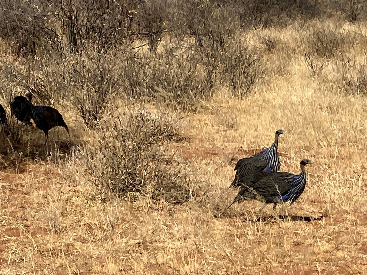 Vulturine Guineafowl - ML645687631