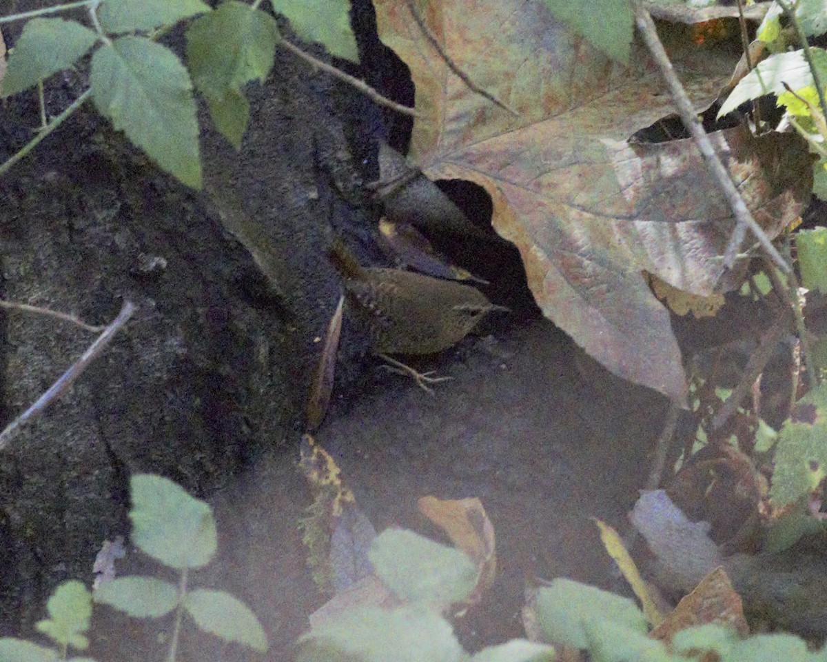Pacific Wren - ML645687656