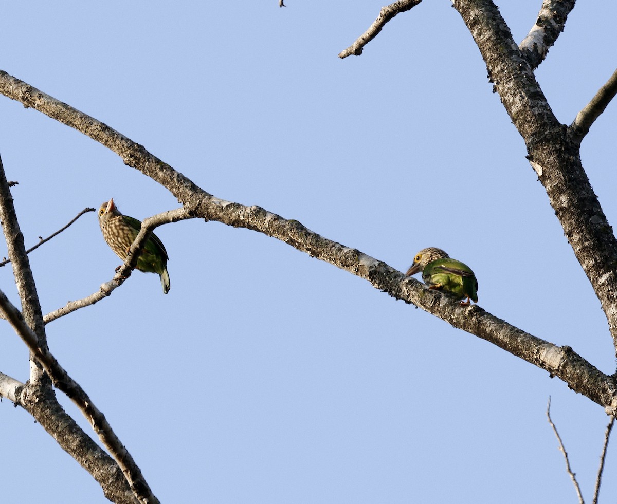 Lineated Barbet - ML645687678