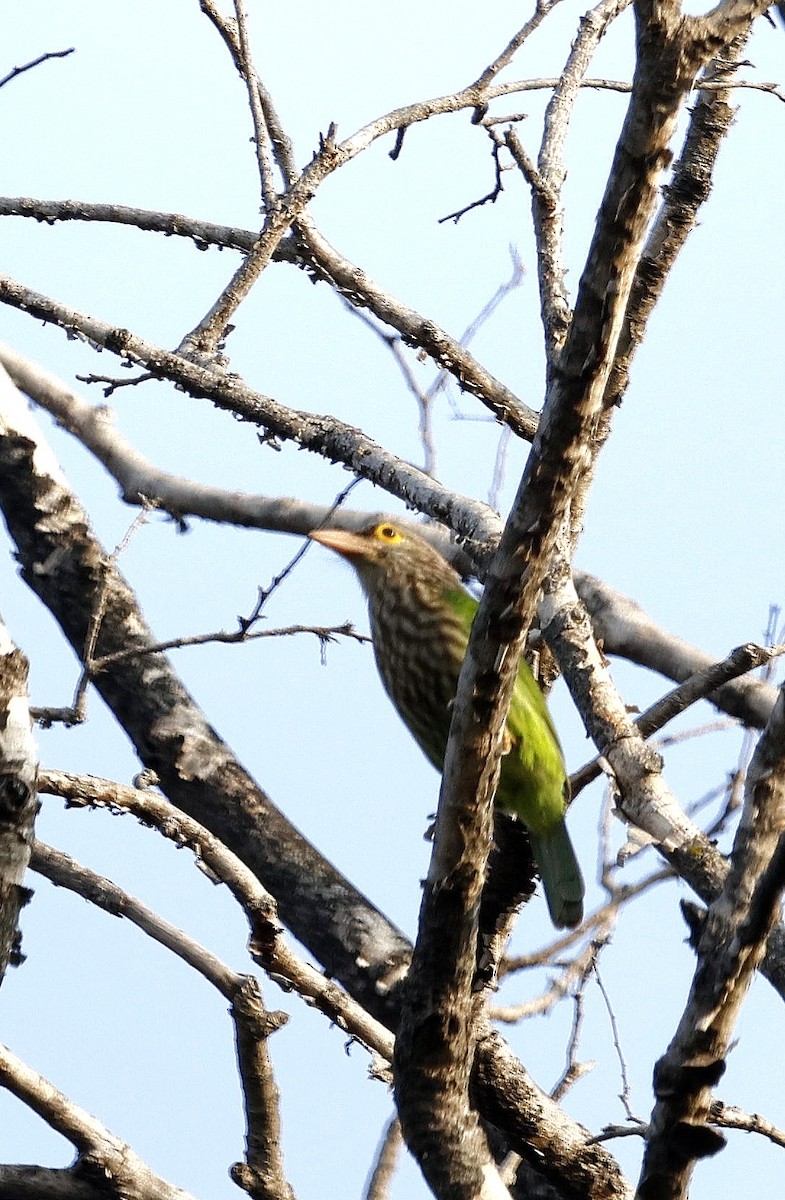 Lineated Barbet - ML645687679
