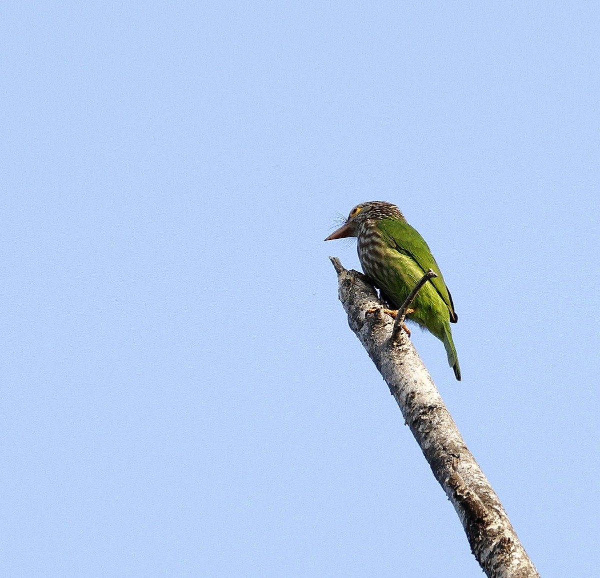Lineated Barbet - ML645687680