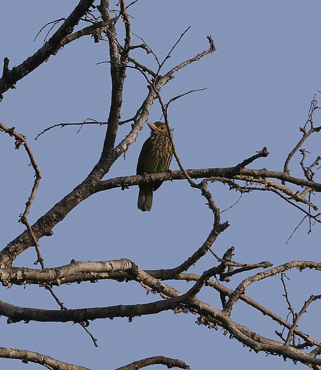 Lineated Barbet - ML645687681