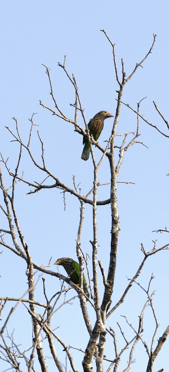Lineated Barbet - ML645687682