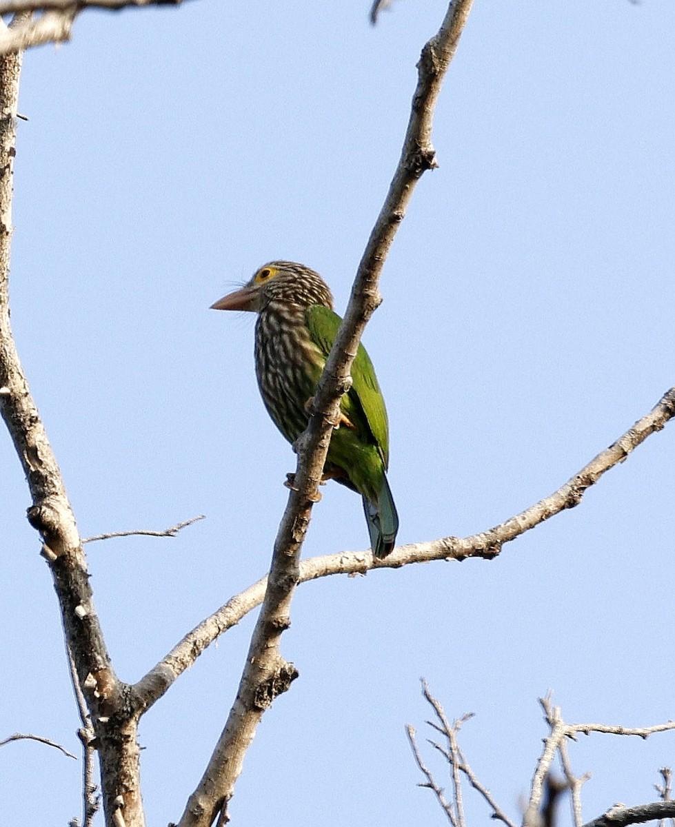 Lineated Barbet - ML645687683