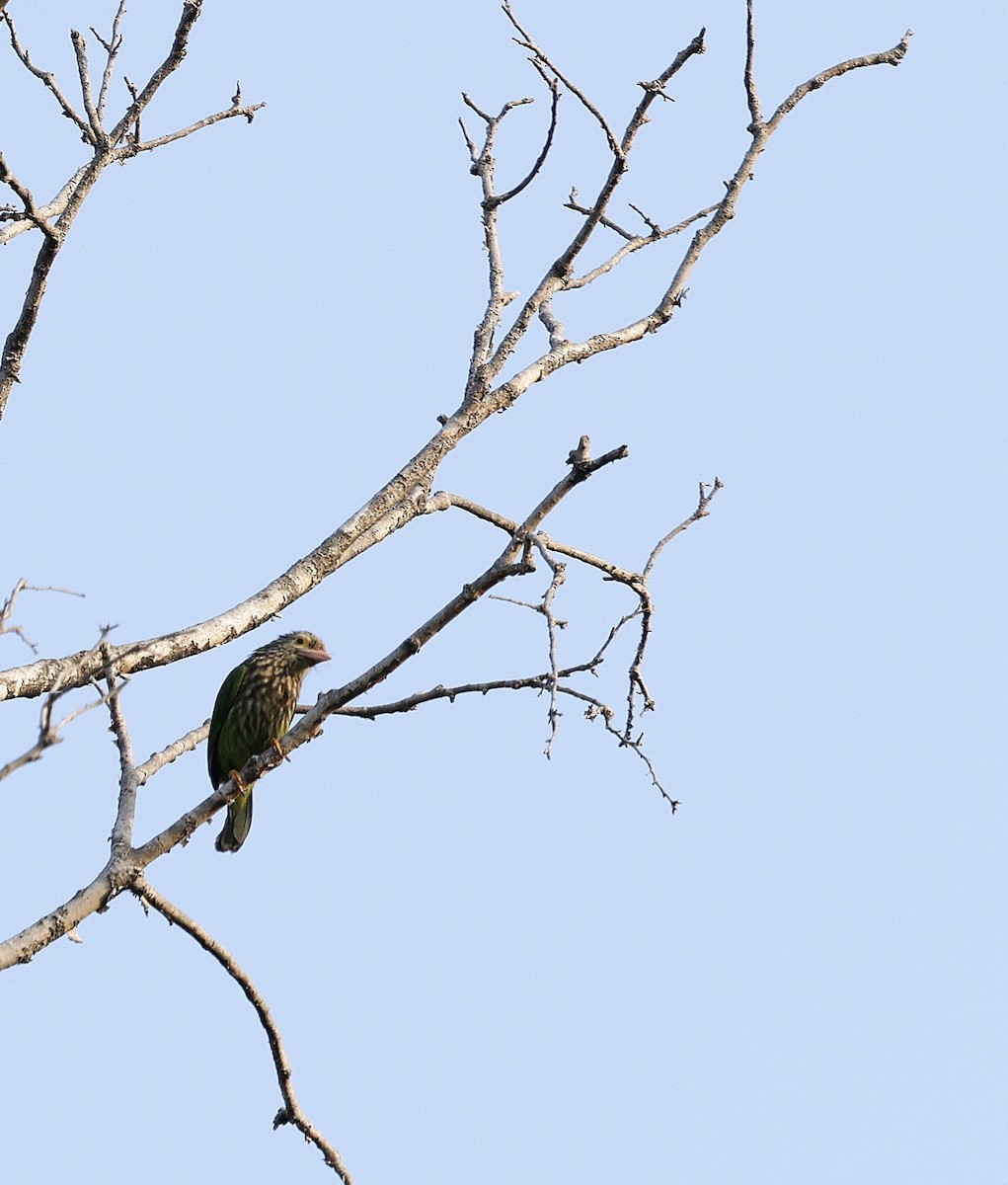 Lineated Barbet - ML645687684