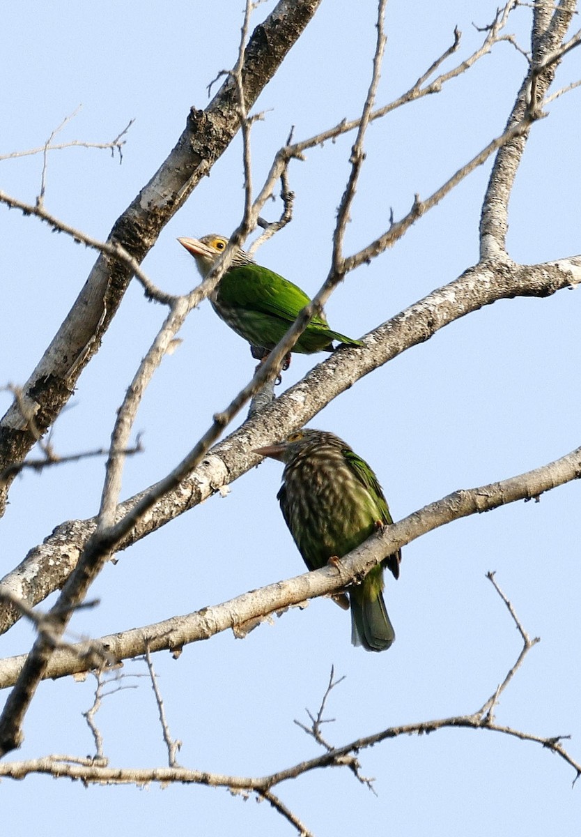 Lineated Barbet - ML645687685