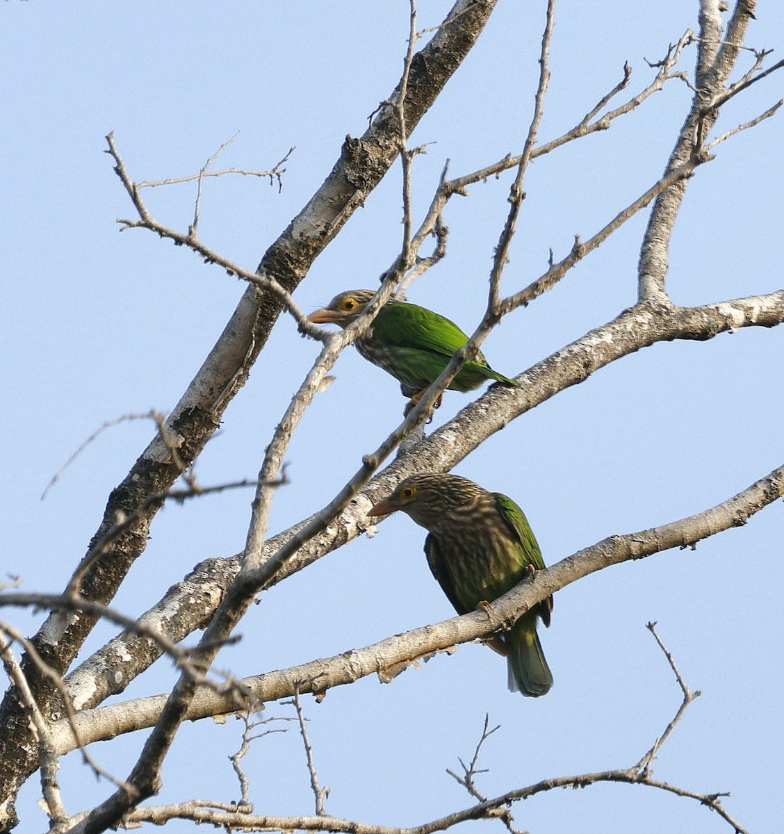 Lineated Barbet - ML645687687