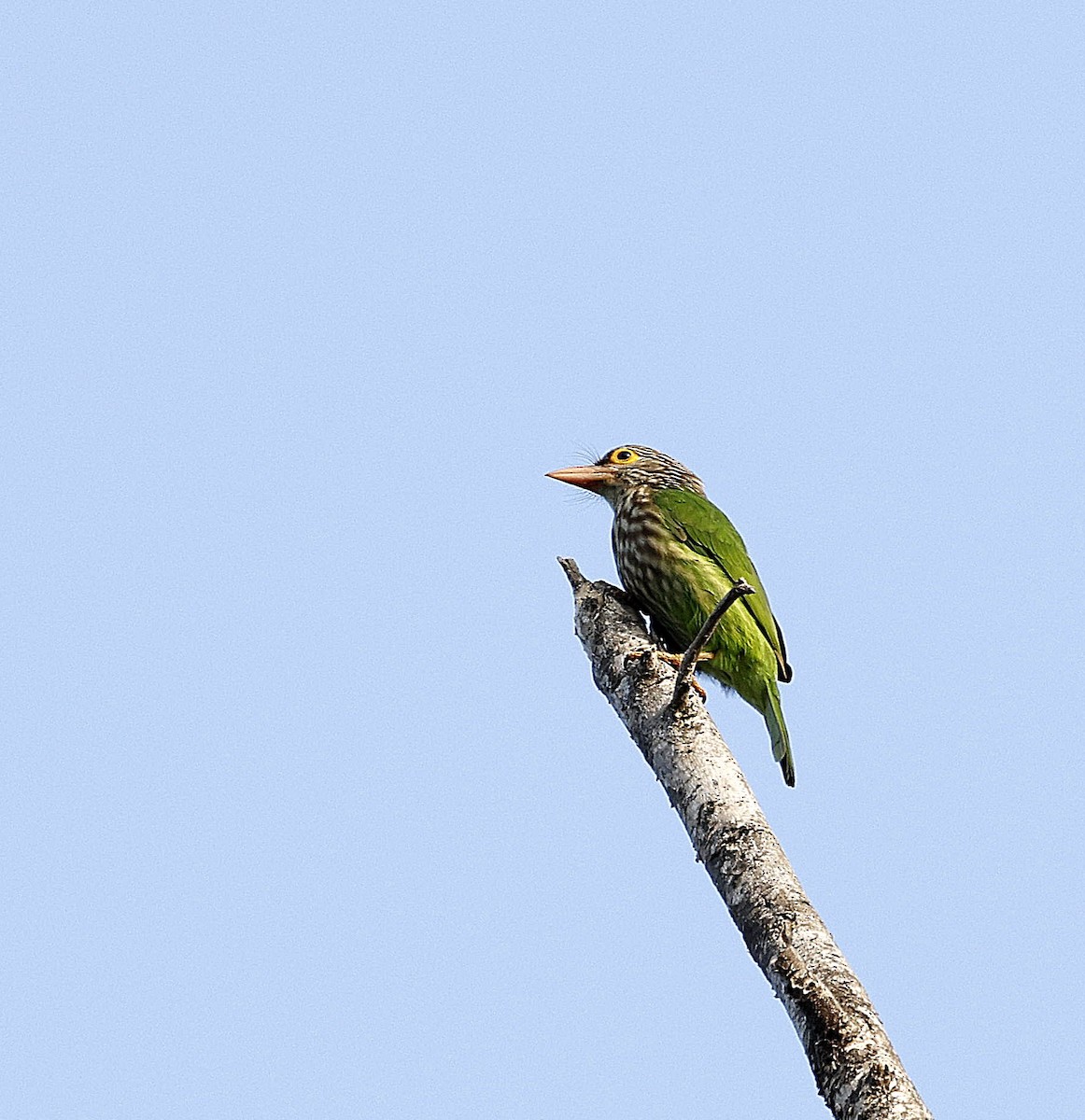 Lineated Barbet - ML645687688