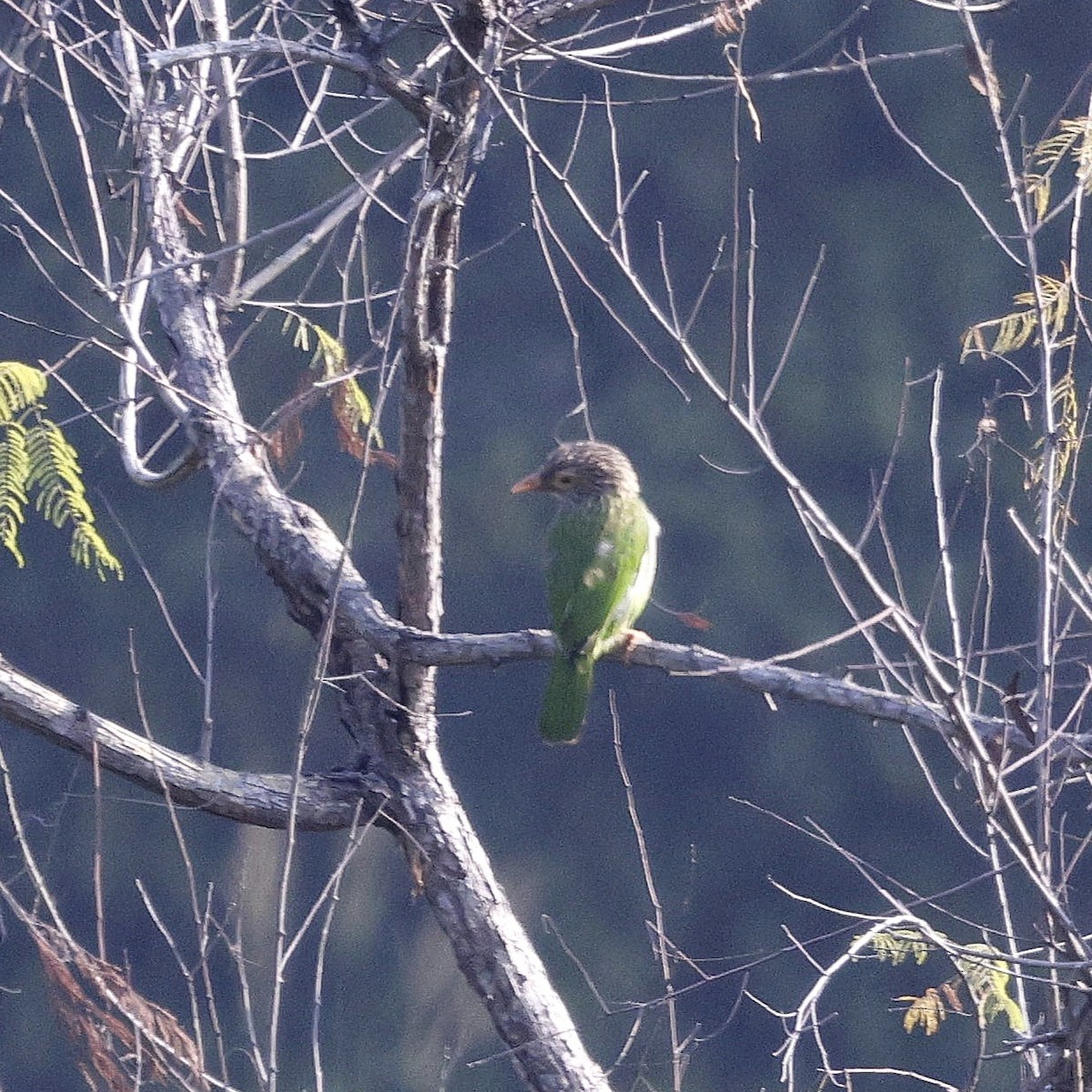 Lineated Barbet - ML645687689