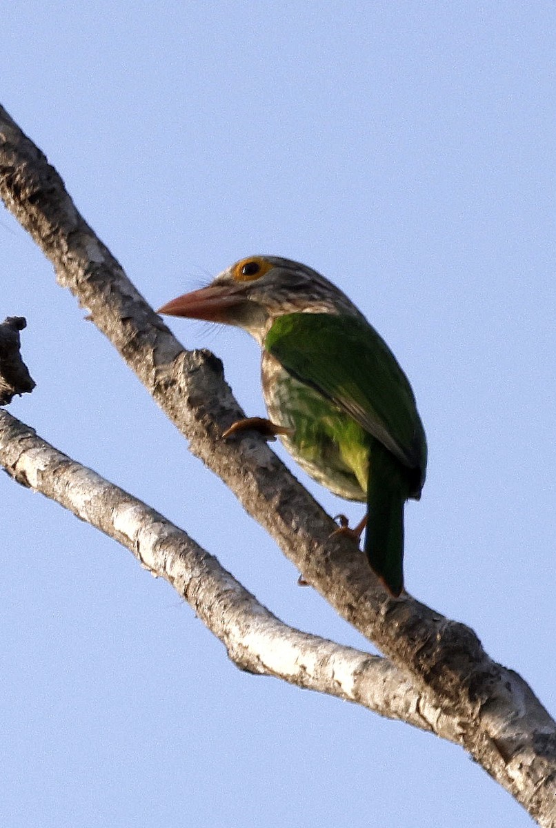 Lineated Barbet - ML645687690