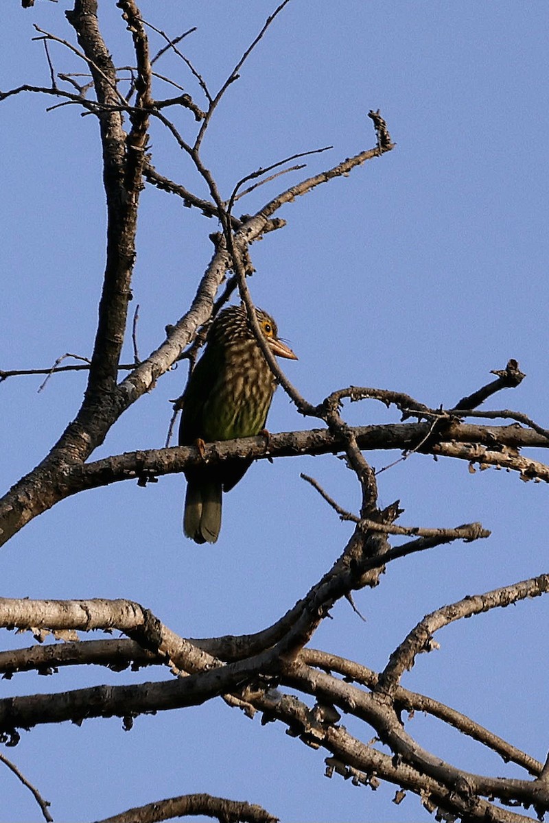 Lineated Barbet - ML645687691