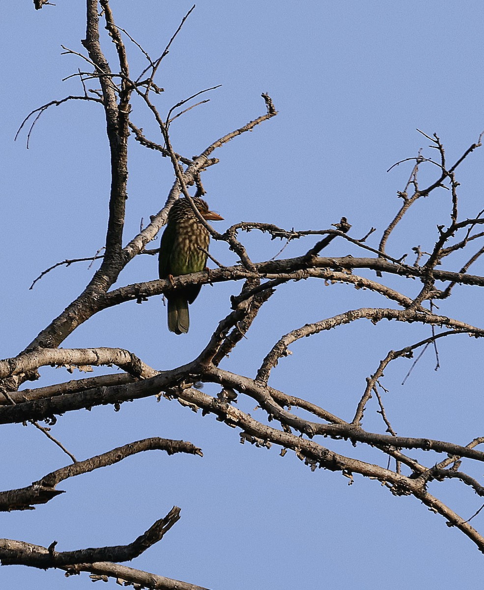 Lineated Barbet - ML645687693