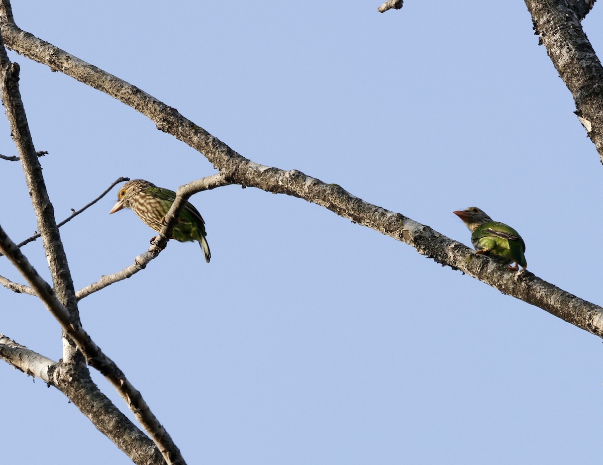 Lineated Barbet - ML645687694