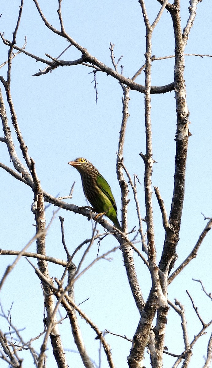 Lineated Barbet - ML645687695