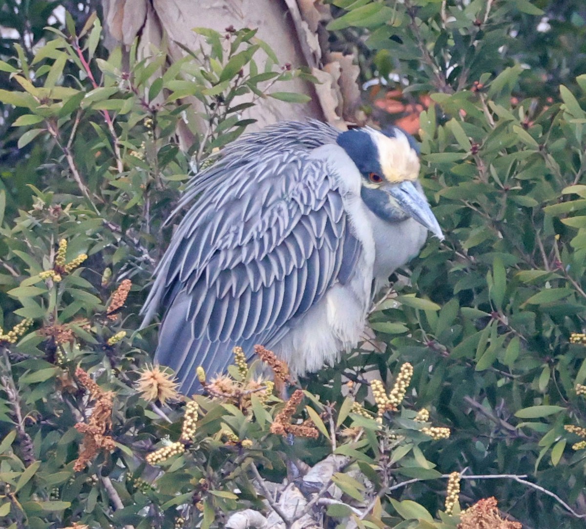 Sarı Tepeli Gece Balıkçılı - ML645687699