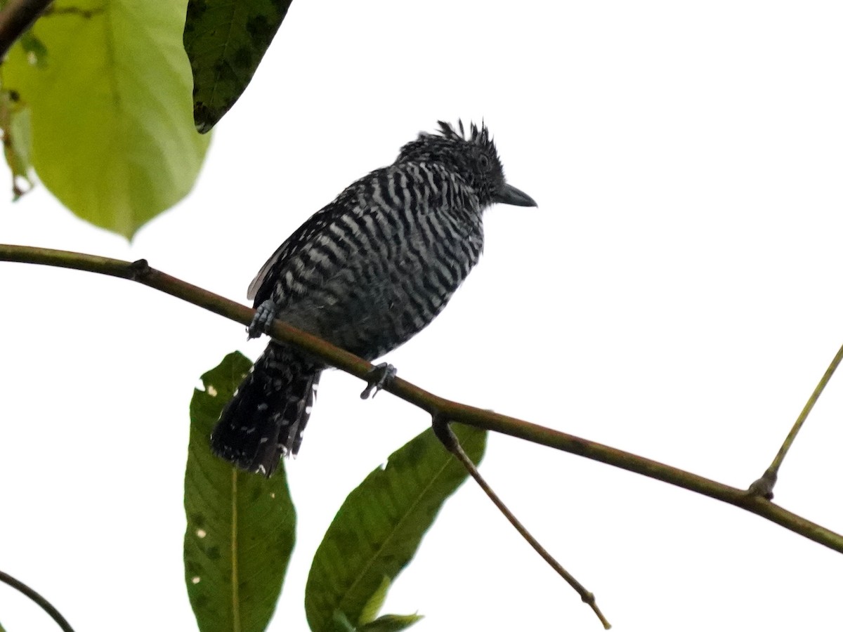 Batará Barrado - ML645687701