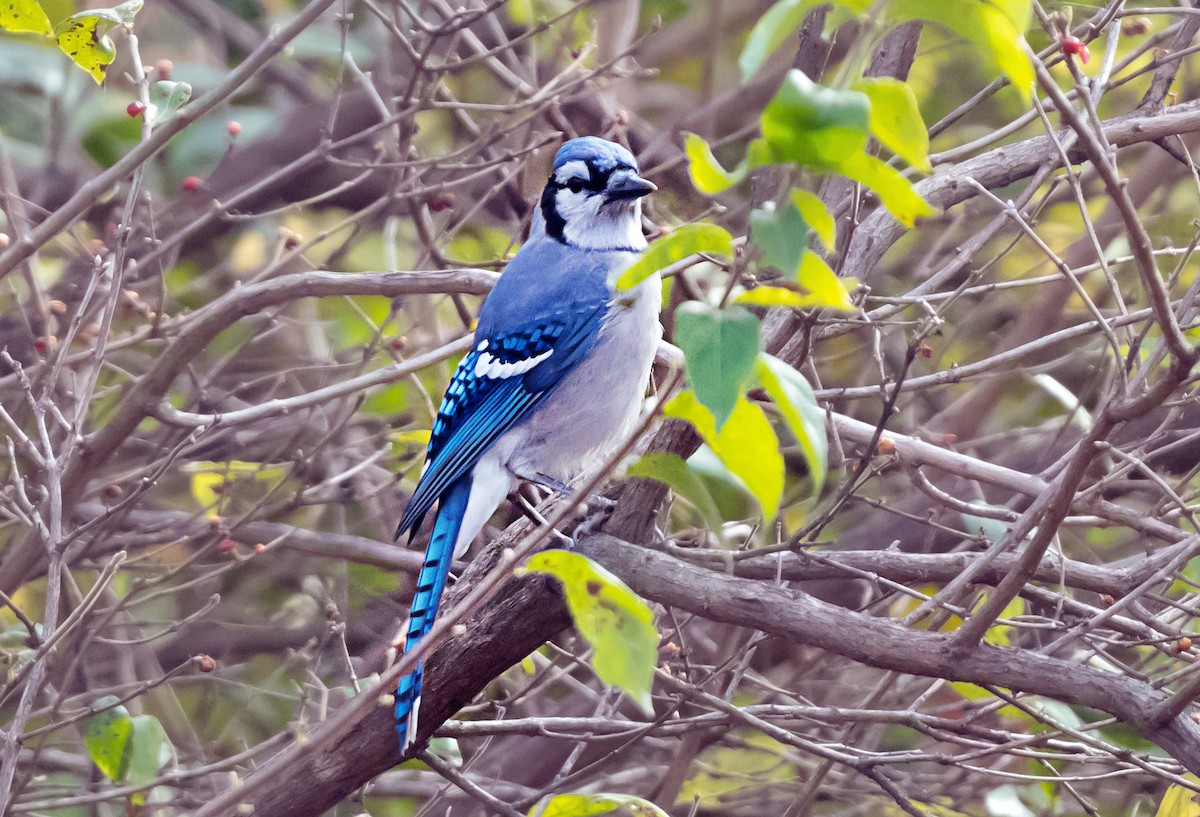 Blue Jay - ML645687702