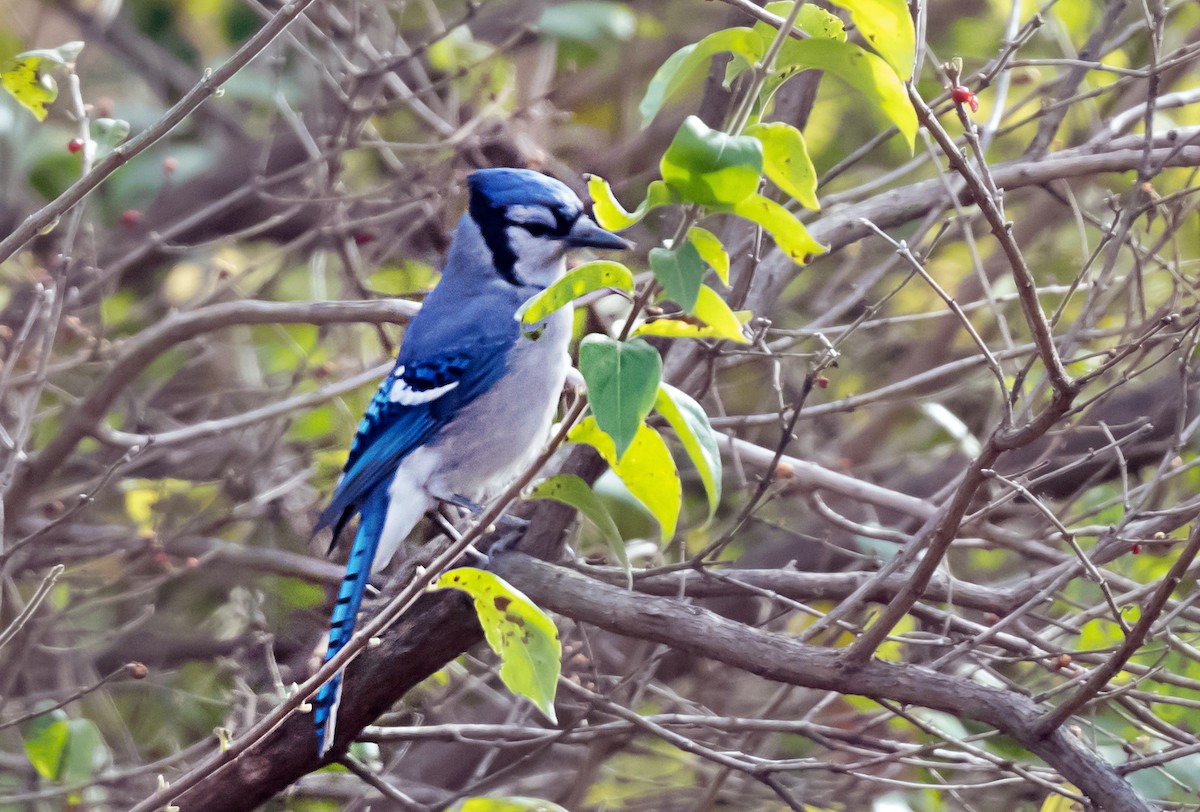 Blue Jay - ML645687703