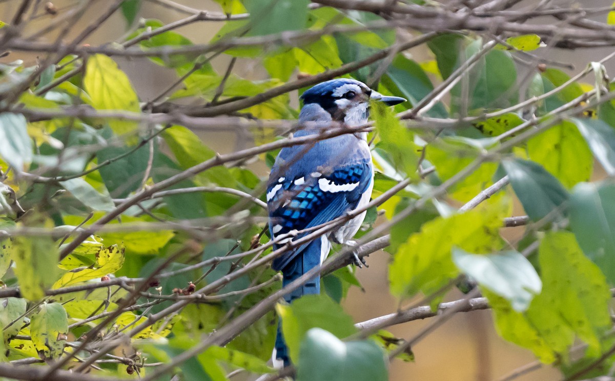 Blue Jay - ML645687704