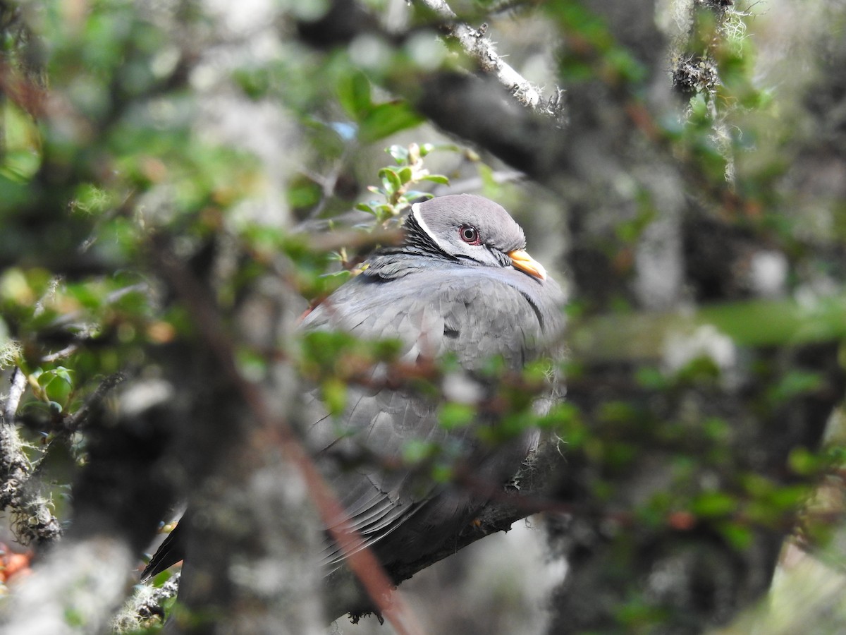 Band-tailed Pigeon - ML645687705