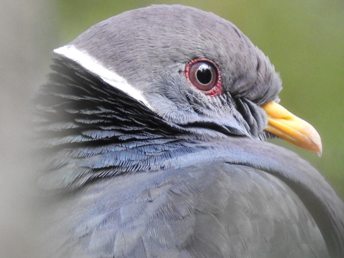 Band-tailed Pigeon - ML645687706