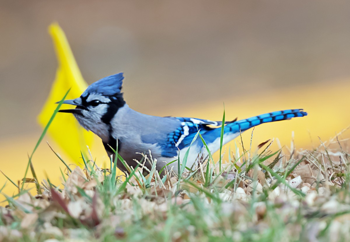 Blue Jay - ML645687707