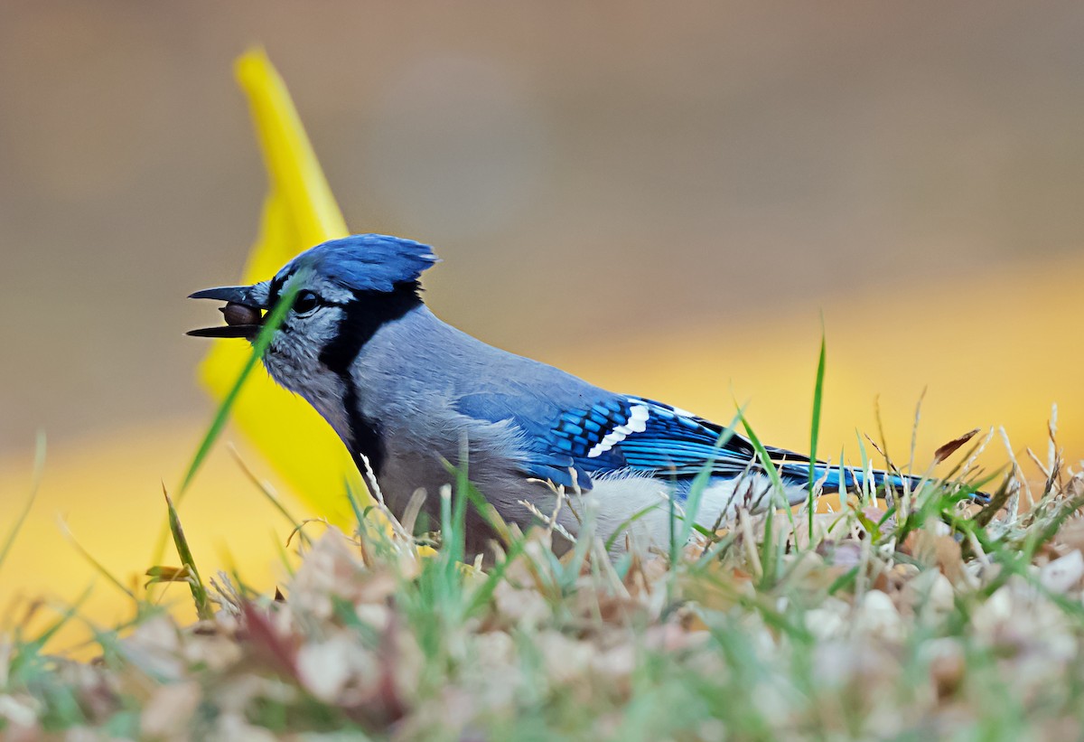 Blue Jay - ML645687708
