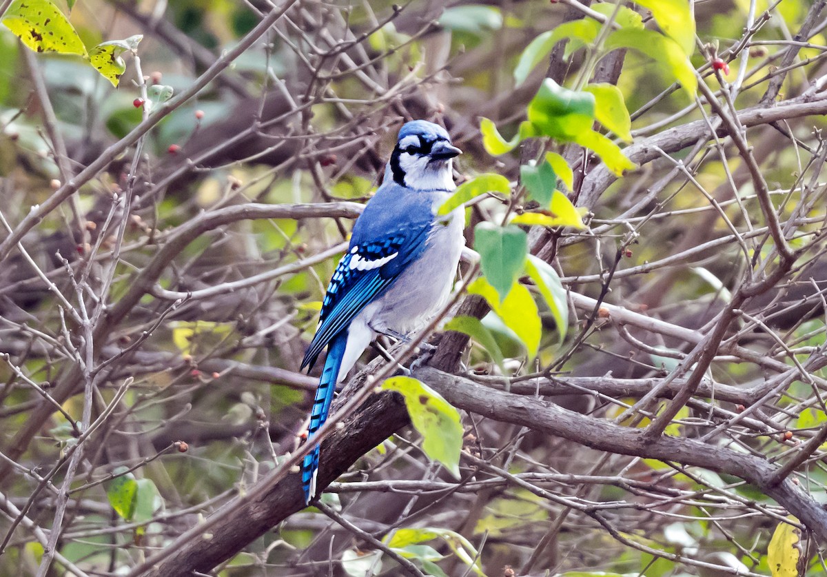 Blue Jay - ML645687709
