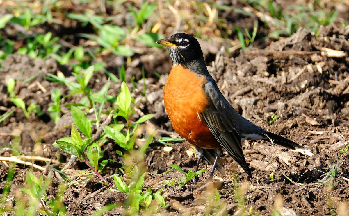 American Robin - ML645687726