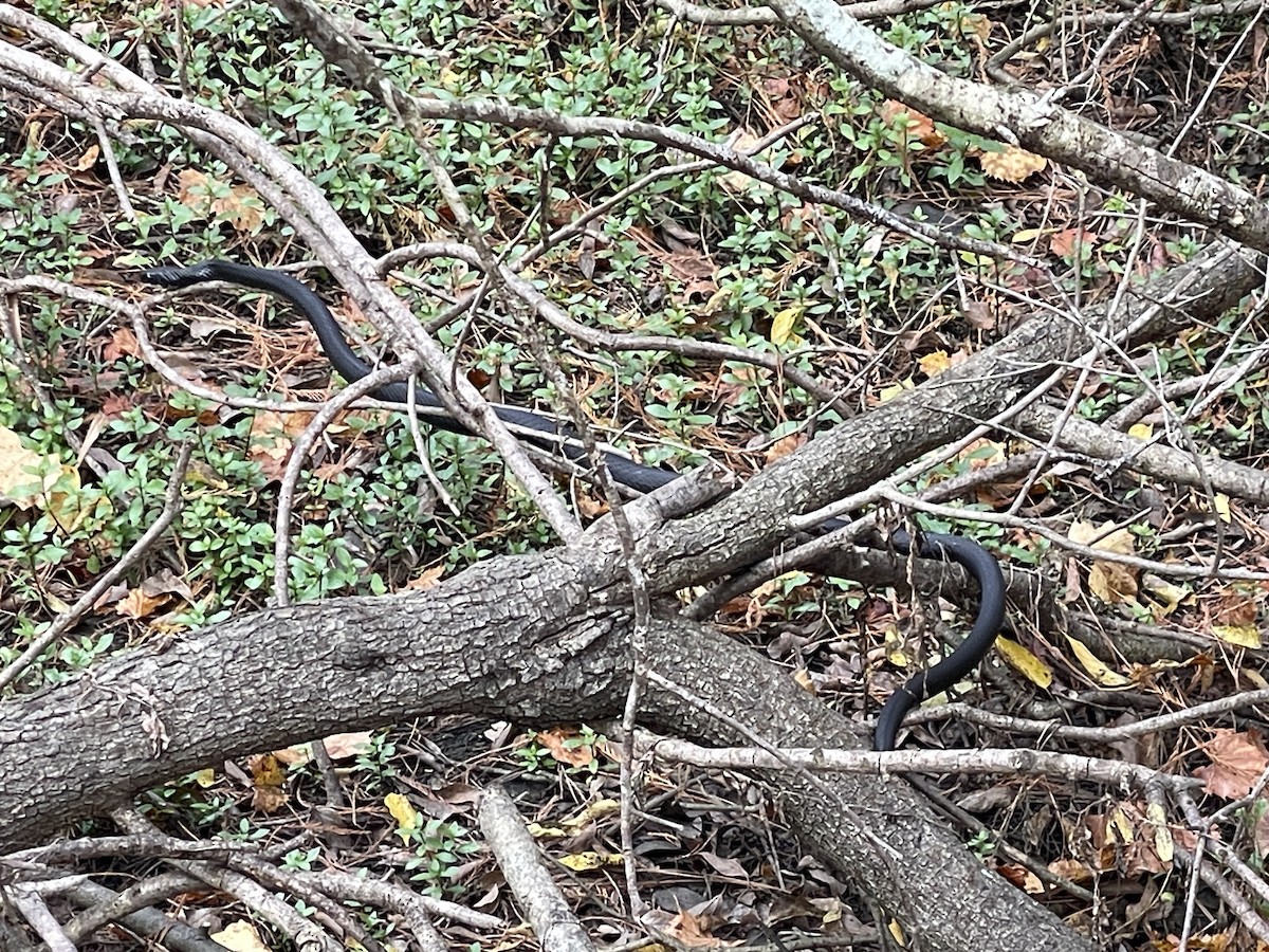 Southern Black Racer - ML645687730