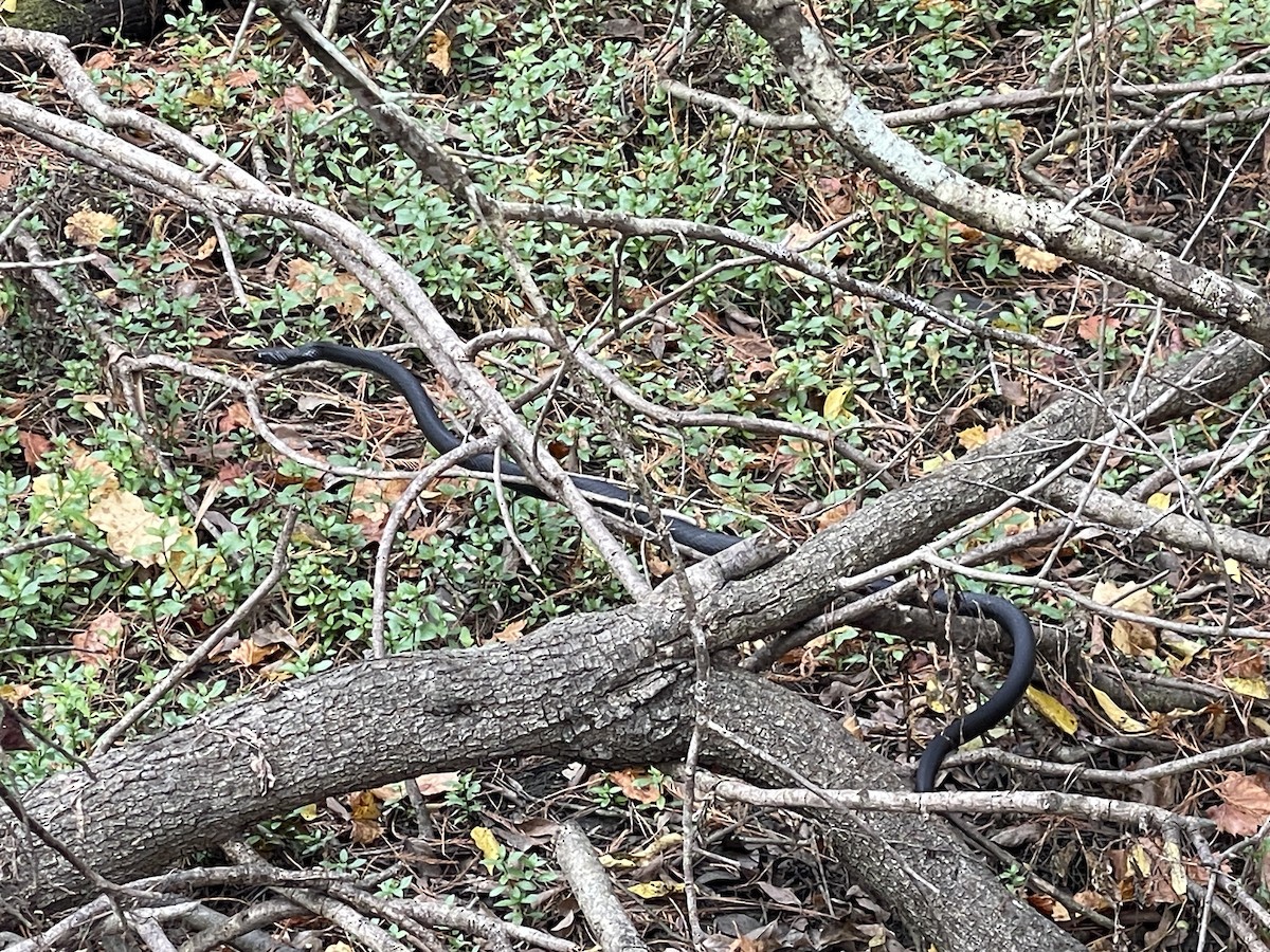 Southern Black Racer - ML645687731