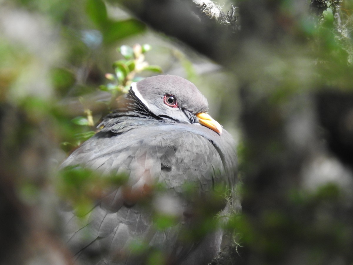 Band-tailed Pigeon - ML645687732