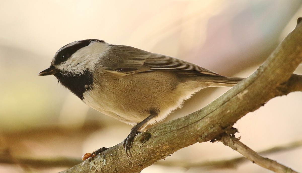 Mountain Chickadee - ML645687734