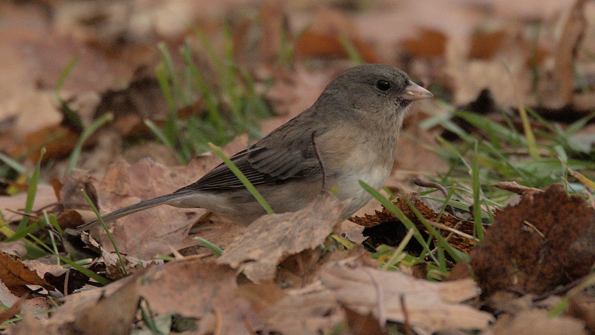 Юнко сірий - ML645687740