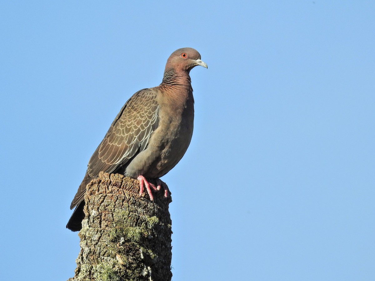 Paloma Picazuró - ML645687742