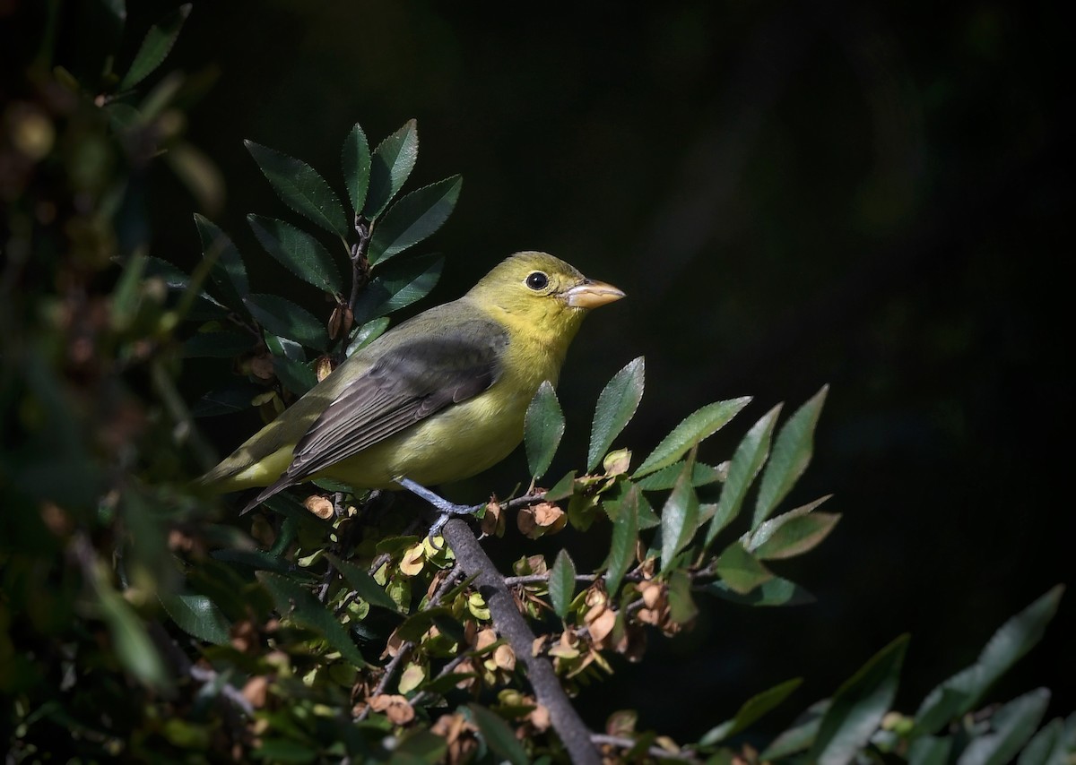 Піранга кармінова - ML645687748