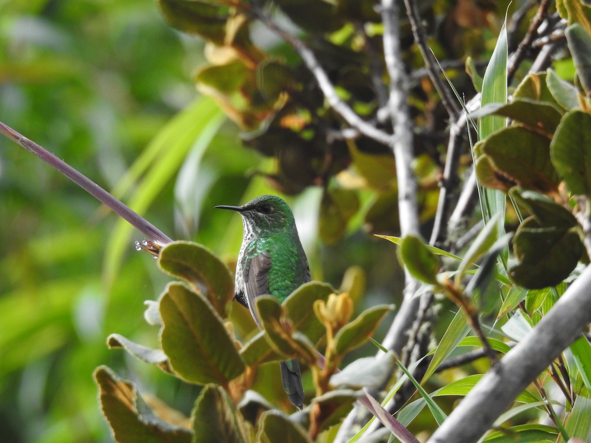 Green-tailed Trainbearer - ML645687779