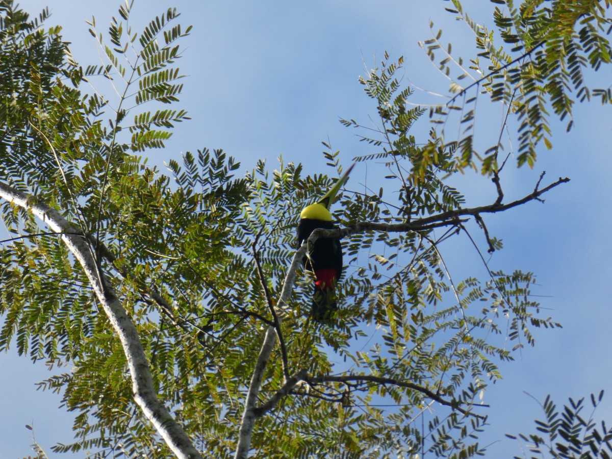 Fischertukan - ML645687780