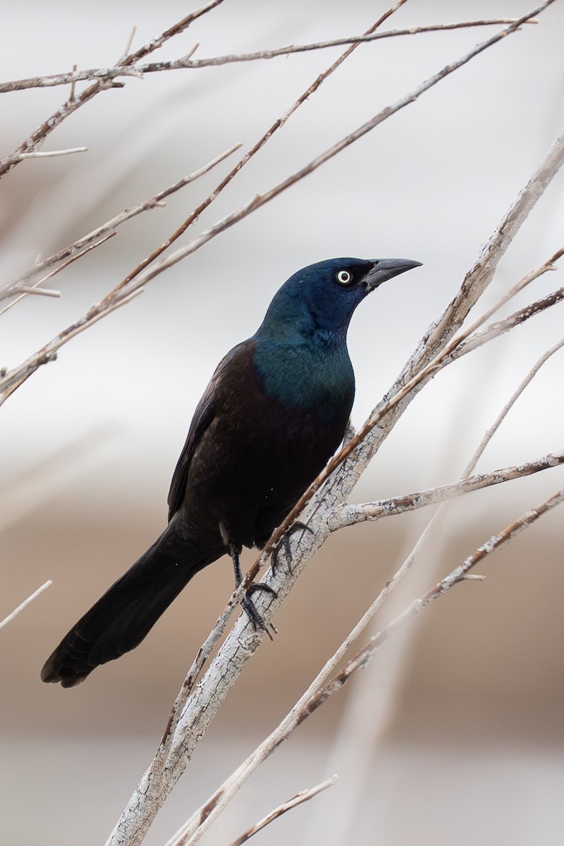 Common Grackle - ML645687782