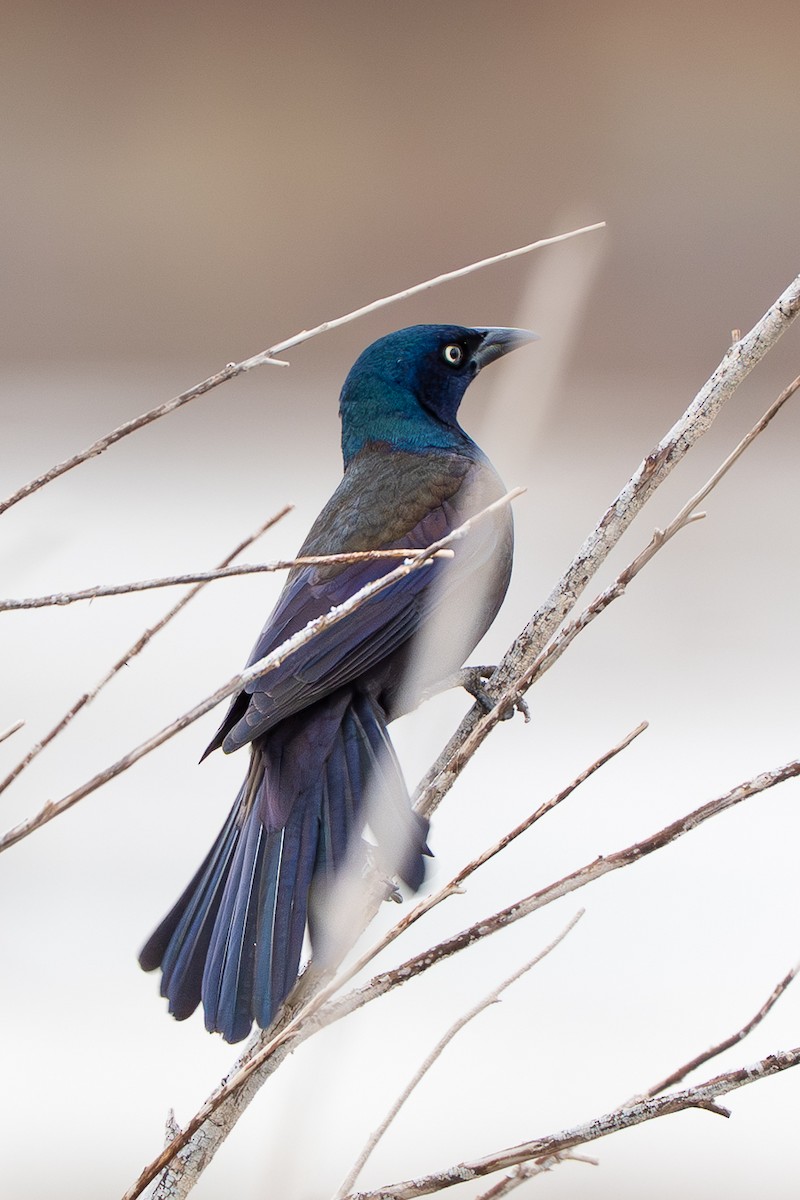 Common Grackle - ML645687783