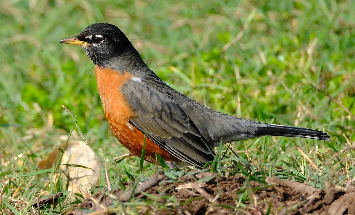 American Robin - ML645687786