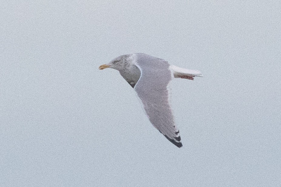 American Herring Gull - ML645687787