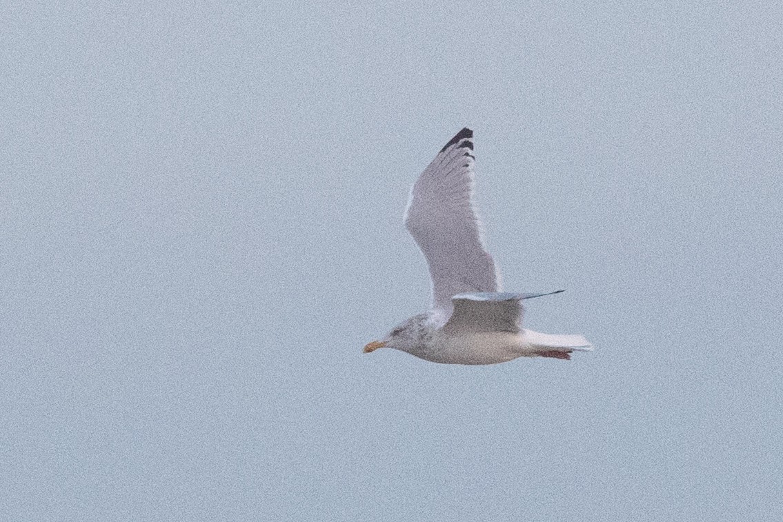 American Herring Gull - ML645687788