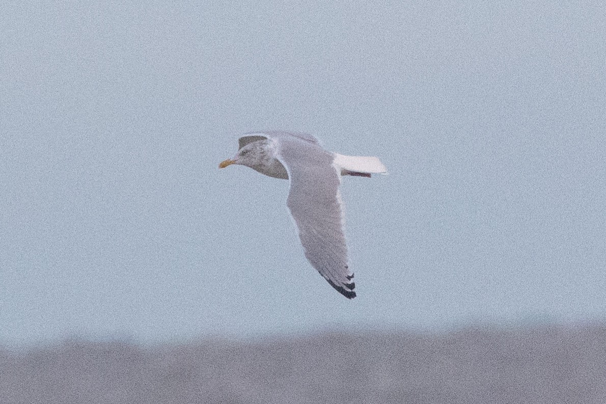 American Herring Gull - ML645687789
