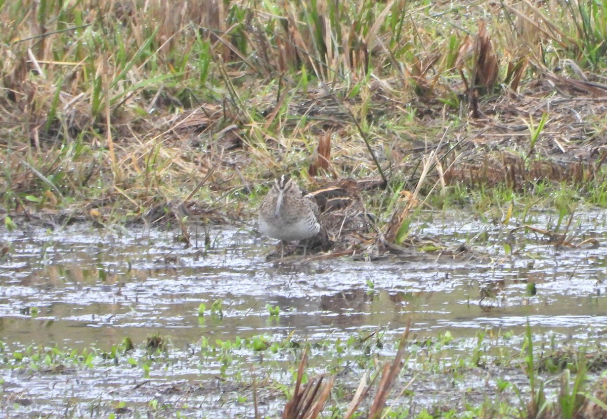 Wilson's Snipe - ML645687791